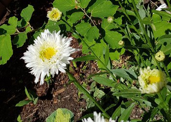 Květinová zahrada u nás