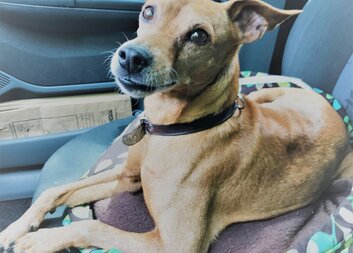 Zpíváme s paní Tichotovou a neb dění za vrátky