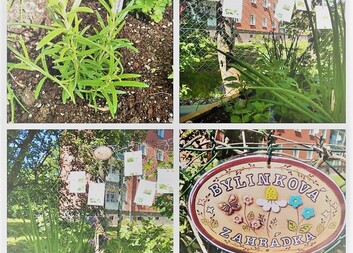 Pěstujeme si čerstvé bylinky