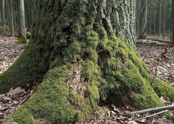 Pečuj doma_online setkání