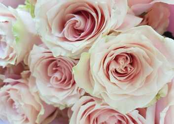 Vůně a naše vnímání