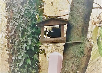 Návštěvníci naší zahrádky